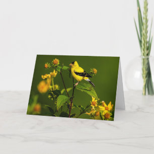 American Goldfinch Thank You Card