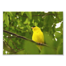 American Goldfinch With Feet Tucked In