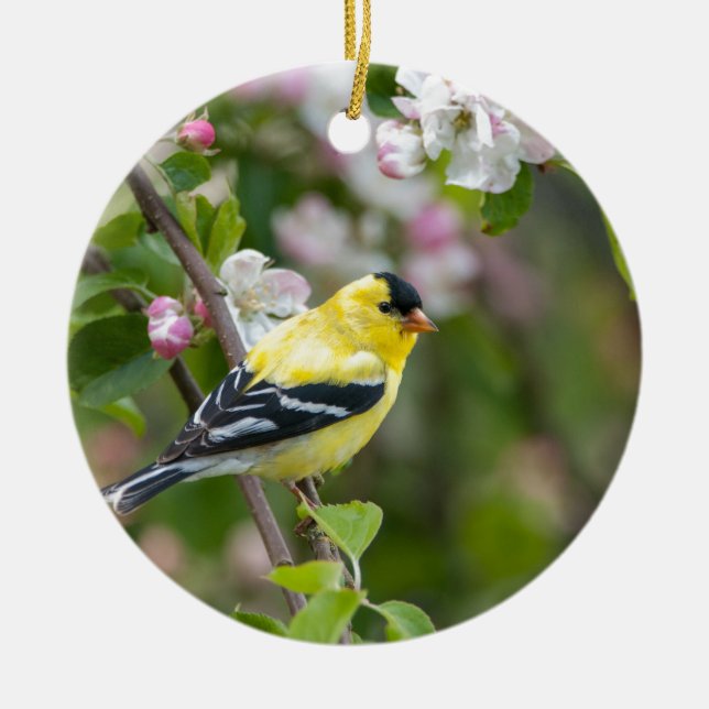 American Goldfinch with spring apple blossoms Ceramic Tree Decoration (Front)