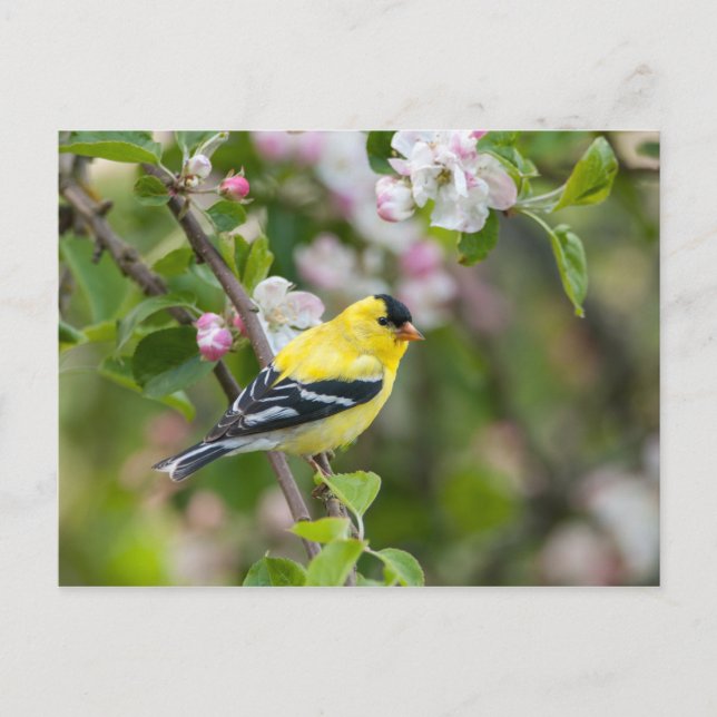 American Goldfinch with spring apple blossoms Postcard (Front)