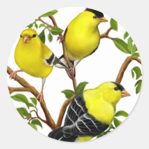 American Goldfinches in Vines Sticker