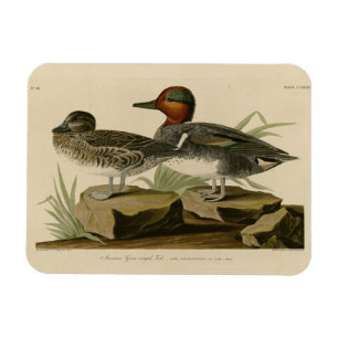 American Green winged Teal from Audubon's Bird Magnet
