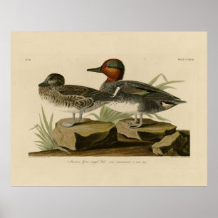 American Green winged Teal from Audubon's Bird Poster
