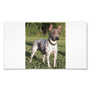 American_Hairless_Terrier_full 2 Photo Print