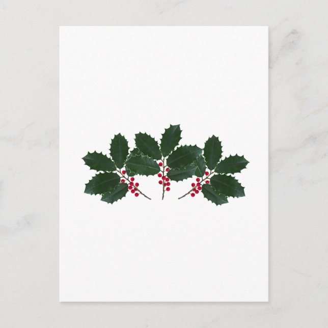 American Holly Leaves - Berries Postcard (Front)