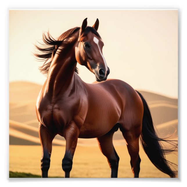 American horse photo print (Front)