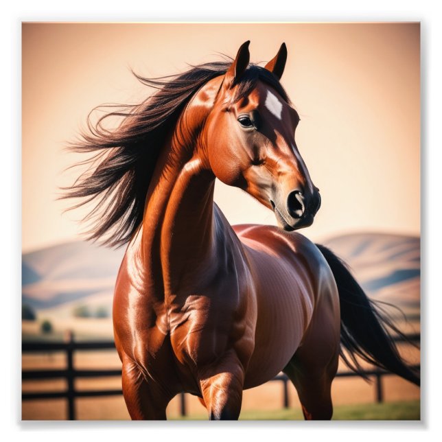 American horse photo print (Front)