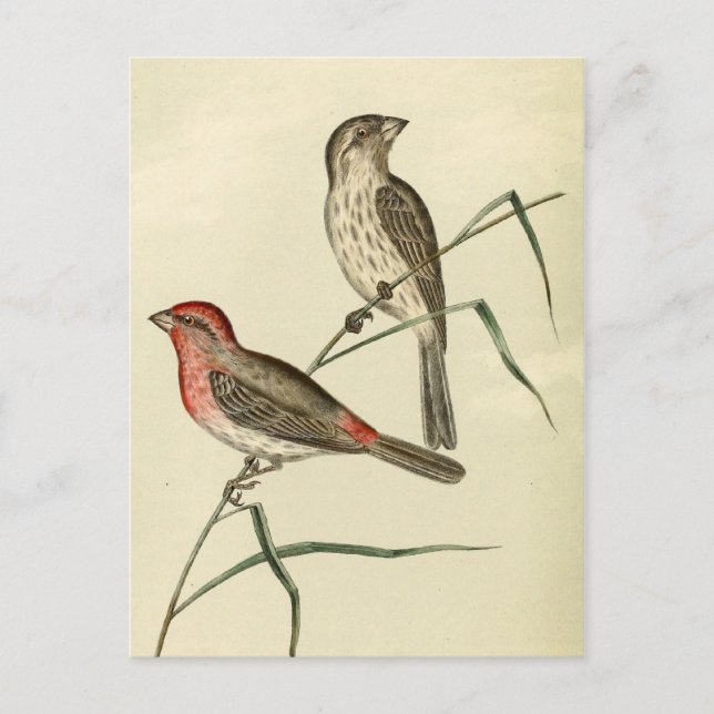 American House Finch Postcard (Front)