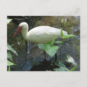 American Ibis Post card