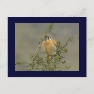 American Kestrel 1 Postcard