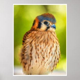 American Kestrel Bird Wall Art   Wildlife Print