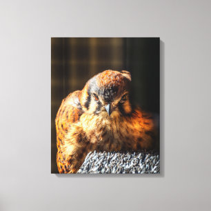 American Kestrel Canvas Art Falcon Portrait