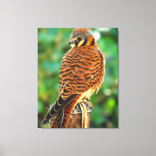 American Kestrel Canvas Wall Art   Bird of Prey 