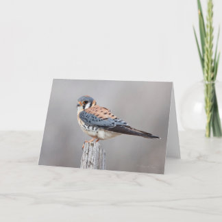 American Kestrel Card