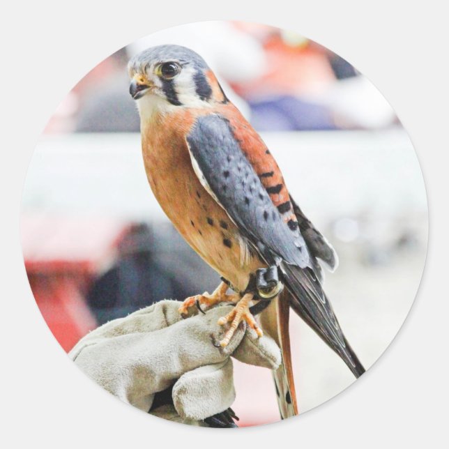 American Kestrel Classic Round Sticker (Front)