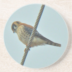 American Kestrel (Falco sparverius) Items Coaster