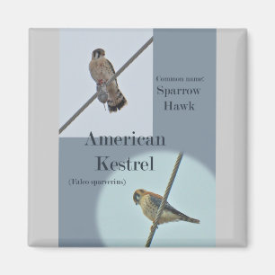 American Kestrel (Falco sparverius) Items Magnet