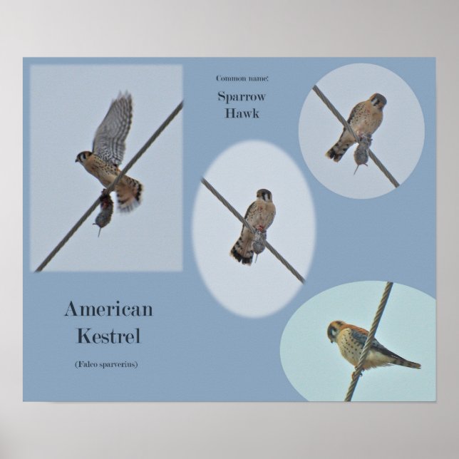 American Kestrel (Falco sparverius) Items Print (Front)