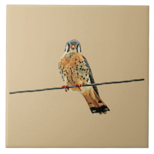 American Kestrel Falcon Tile
