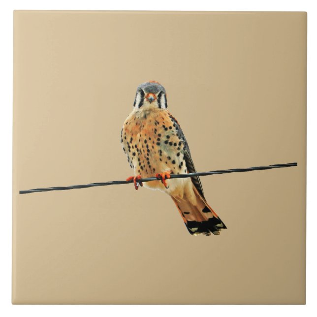 American Kestrel Falcon Tile (Front)