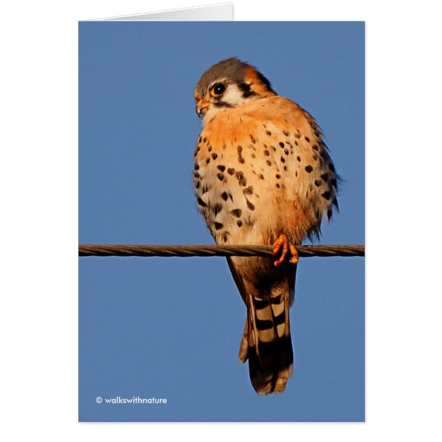 American Kestrel Hawk on a Wire (Front)