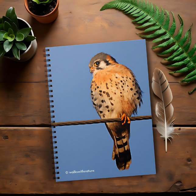 American Kestrel Hawk on a Wire Spiral Notebook (American Kestrel on a Wire Journal Cover Photo)