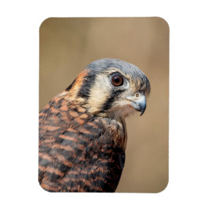 American Kestrel Magnet