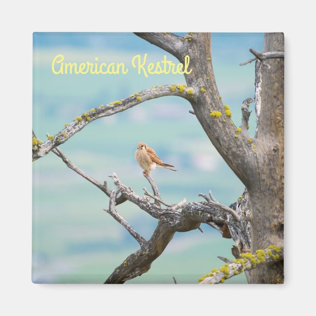 American Kestrel Magnet (Front)