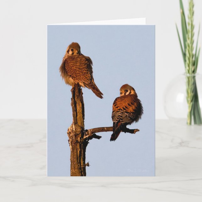 American Kestrel Mates Thank You Card (Front)
