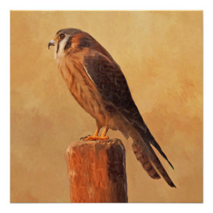 American Kestrel Painting - Original Bird Art Poster