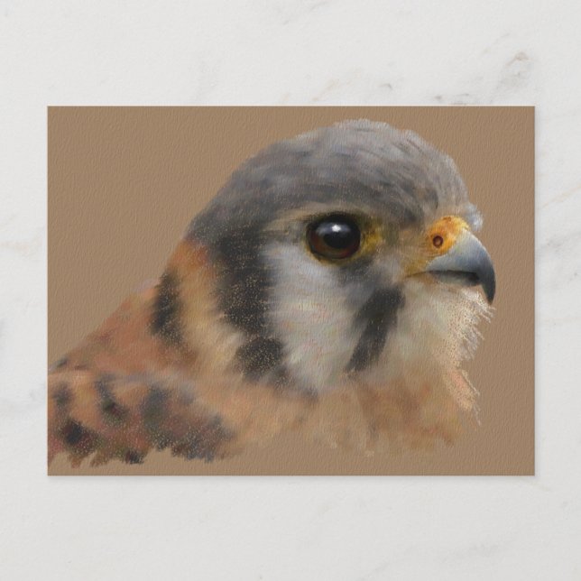 American Kestrel Portrait Postcard (Front)