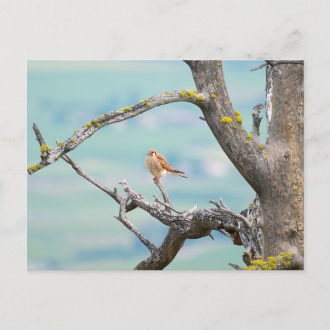 American Kestrel Postcard (Front)
