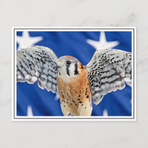 American Kestrel Postcard