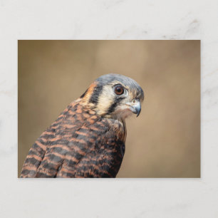 American Kestrel Postcard