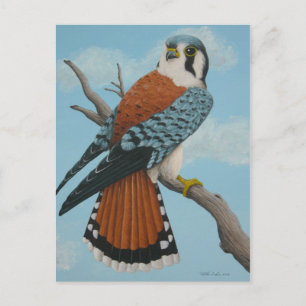 American Kestrel postcard