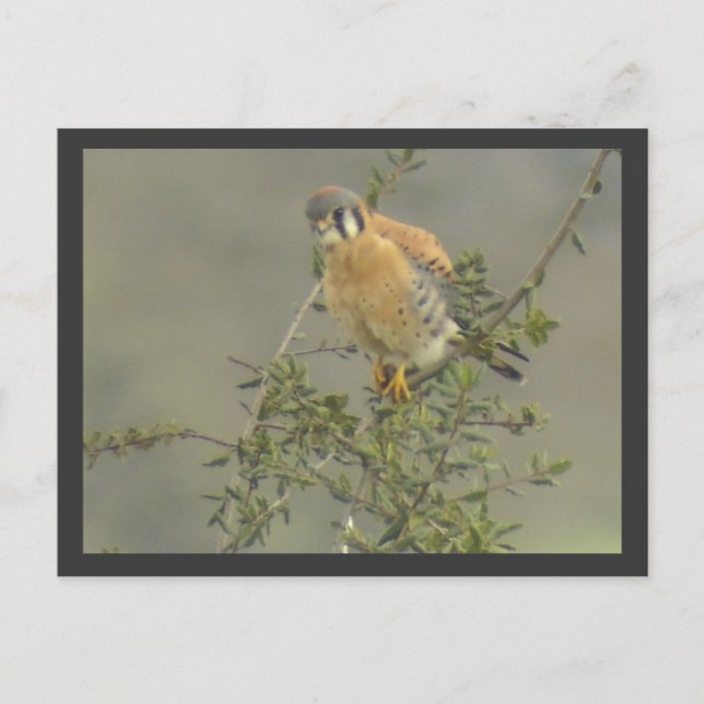 American Kestrel Postcard (Front)