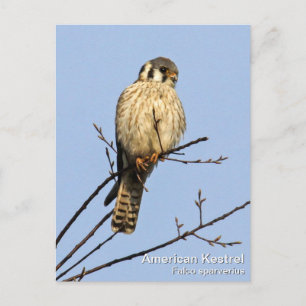 American Kestrel Postcard