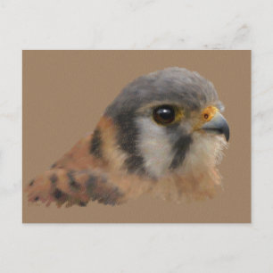 American Kestrel Postcard