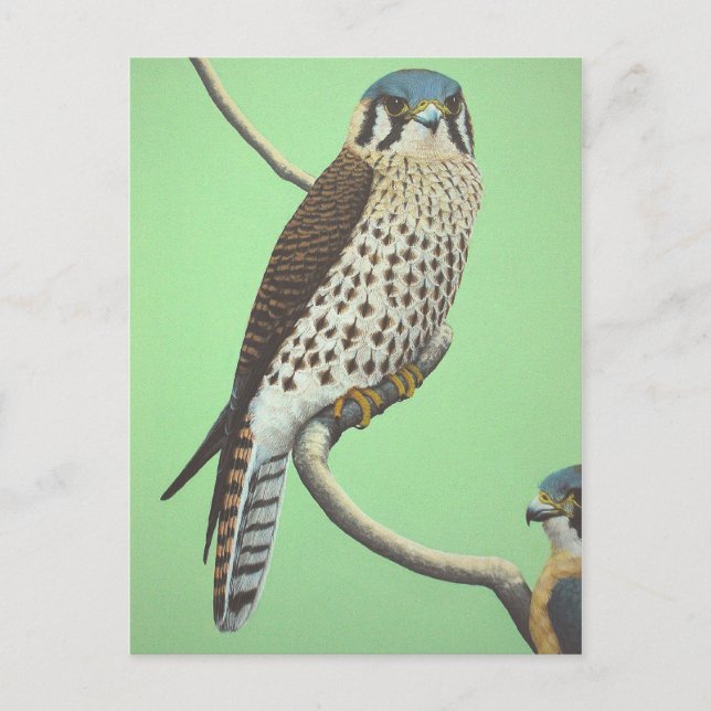 American Kestrel Postcard (Front)