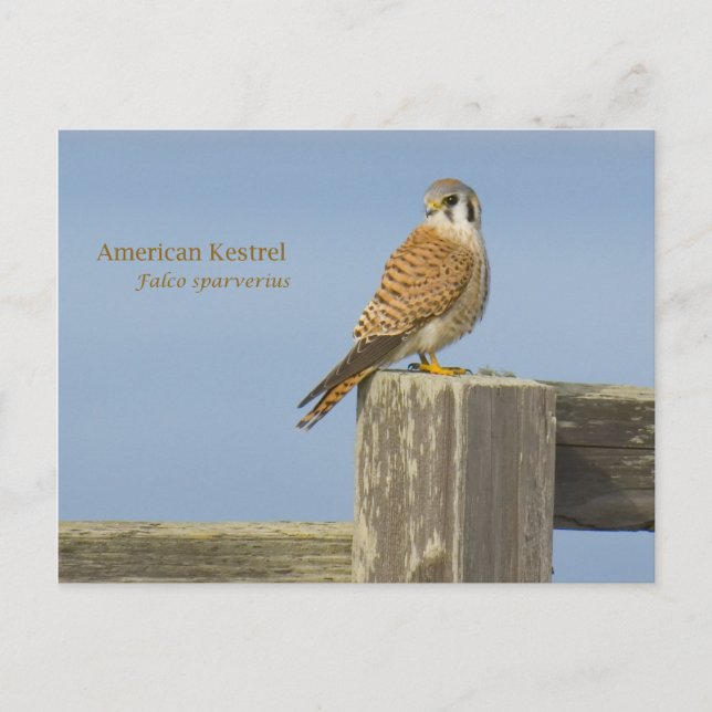 American Kestrel Postcard (Front)