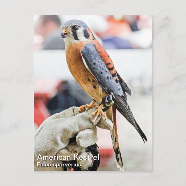 American Kestrel Postcard (Front)