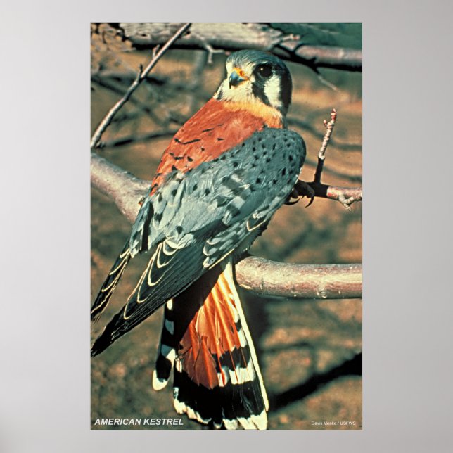 American Kestrel Poster (Front)