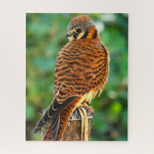 American Kestrel Puzzle Wildlife Nature Jigsaw