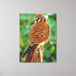 American Kestrel Wall Art Falcon Wildlife Print