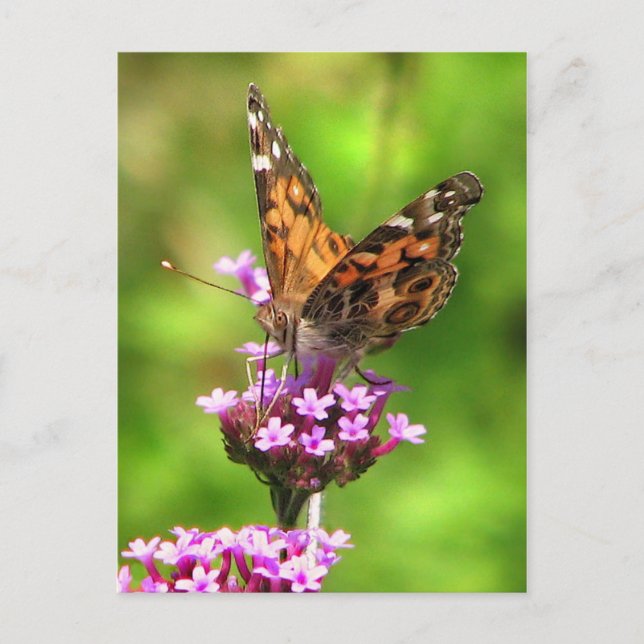 American Lady Butterfly Postcard (Front)