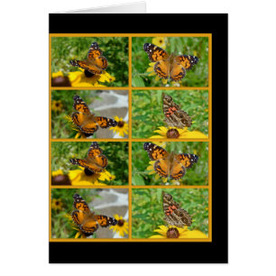 American Lady Butterfly - Vanessa virginiensis
