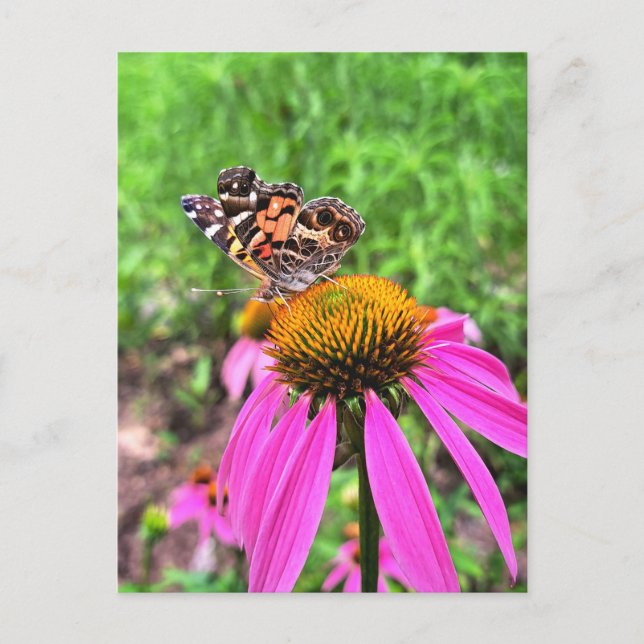 American Lady Postcard (Front)