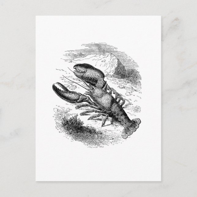 American Lobster Postcard (Front)