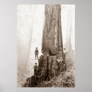 American Loggers Circa 1880 Poster