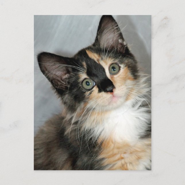 American Longhair Calico Kitten Postcards (Front)